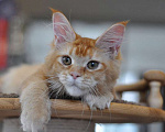 Кошки в Одинцово:  Рыжая красотка Джиджи Девочка, 30 000 руб. - фото 6