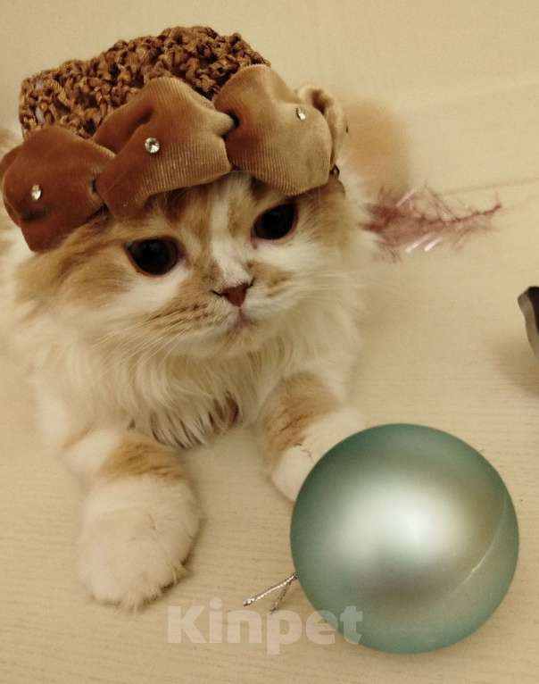 Кошки в Валдае: Кошечка- принцесса из помета победителя выставки Девочка, 27 000 руб. - фото 3