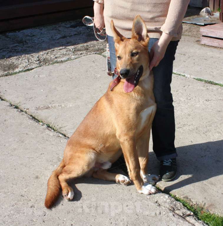 Собаки в Москве: Красавчик Лео очень хочет домой Мальчик, Бесплатно - фото 10