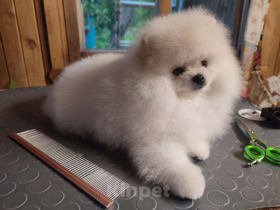 Собаки в Химках: Шпиц щенок (красотка Елай Ванилька) Девочка, 45 000 руб. - фото 2