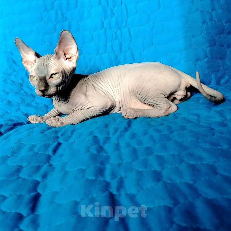 Кошки в Королеве: Очаровательный породный канадский сфинксеныш Мальчик, 60 000 руб. - фото 3