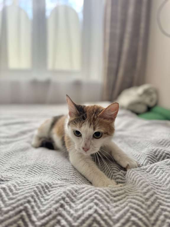 Кошки в Москве: Дофаминка - ваш удачный выбор Девочка, Бесплатно - фото 9