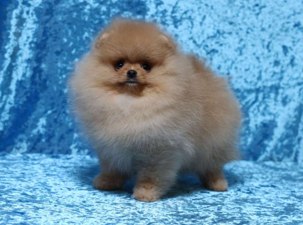 Собаки в Москве: Оранжевый мальчик Мальчик, Бесплатно - фото 4