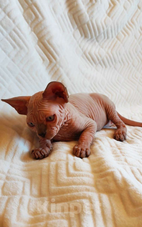 Кошки в Москве: Котёнок канадского сфинкса Мальчик, 35 000 руб. - фото 1