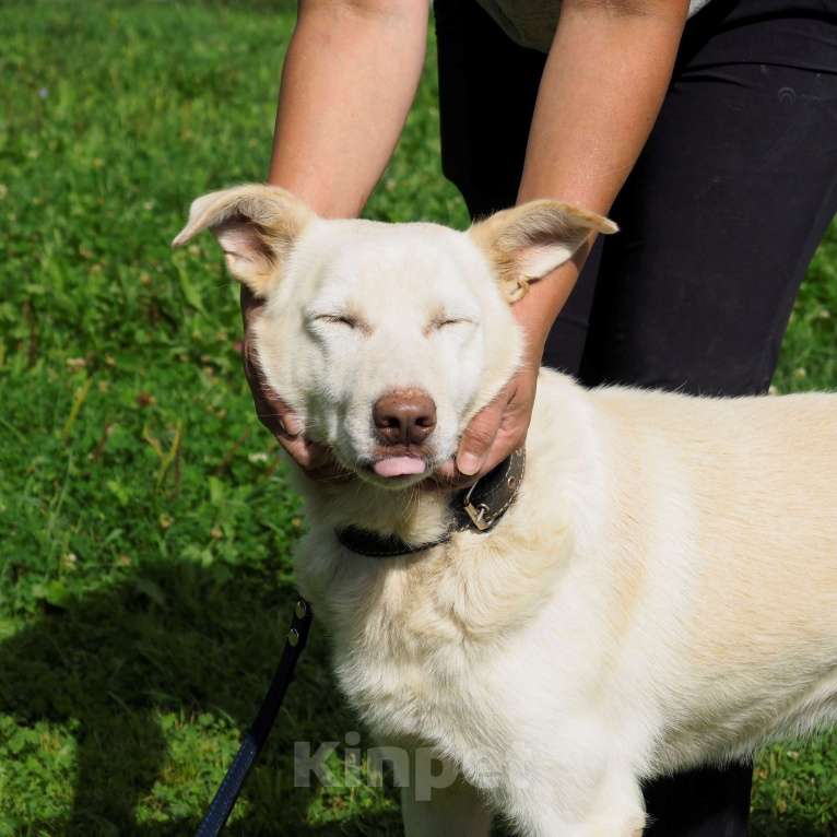 Собаки в Москве: Сэм Мальчик, Бесплатно - фото 5