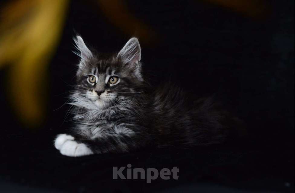 Кошки в Котельнике: Мейн-кун котёнок Мальчик, 27 000 руб. - фото 3