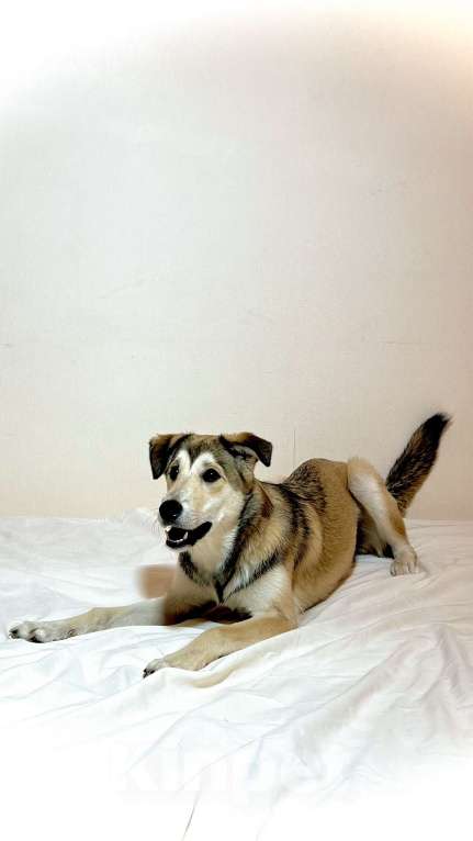 Собаки в Москве: Персик Девочка, Бесплатно - фото 4