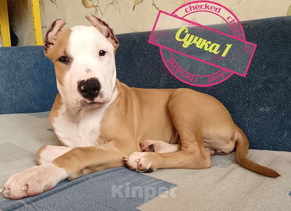 Собаки в Томске:  Стаффорд девочка Девочка, 35 000 руб. - фото 4