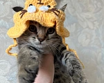 Кошки в Санкт-Петербурге: Кому котятки-ребятки??? Мальчик, Бесплатно - фото 1