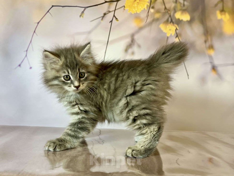 Кошки в других городах Московской области: Кот Frost - голубой пятнистый  Мальчик, 50 000 руб. - фото 5