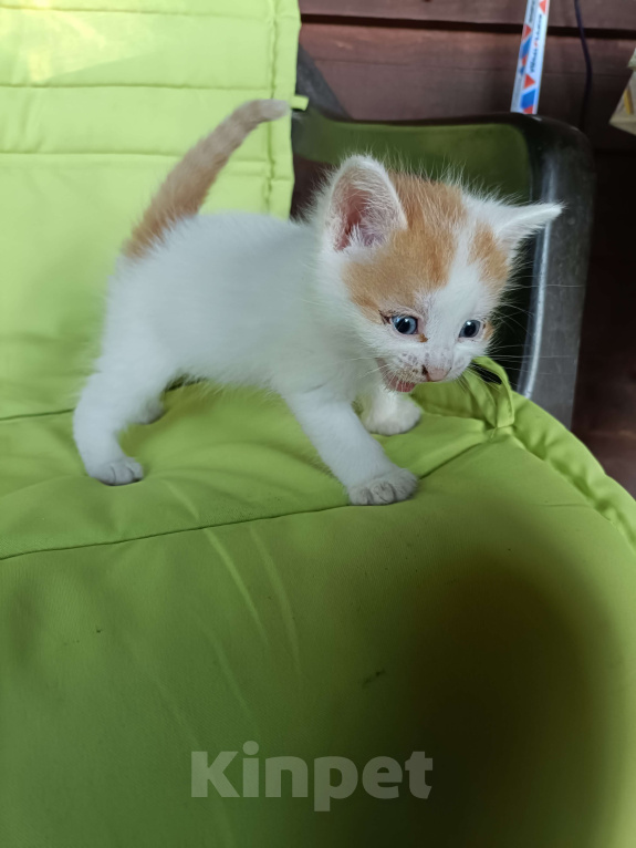 Кошки в других городах Ленинградской области: Малыш Мальчик, Бесплатно - фото 2