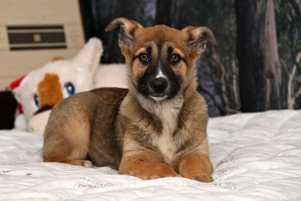 Собаки в других городах Московской области: Мечта-  девочка 4 мес. Вам нужен Друг что способен слушать звезды  и шорох дождя - это Мечта ваша!!! Девочка, 1 000 руб. - фото 1