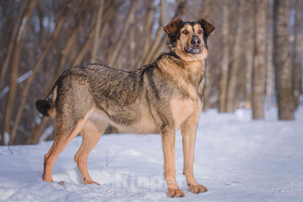 Собаки в Москве: Ника Девочка, Бесплатно - фото 4