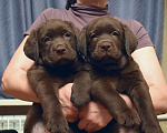 Собаки в Санкт-Петербурге: Два шоколадных мальчика лабрадора Мальчик, 110 000 руб. - фото 1