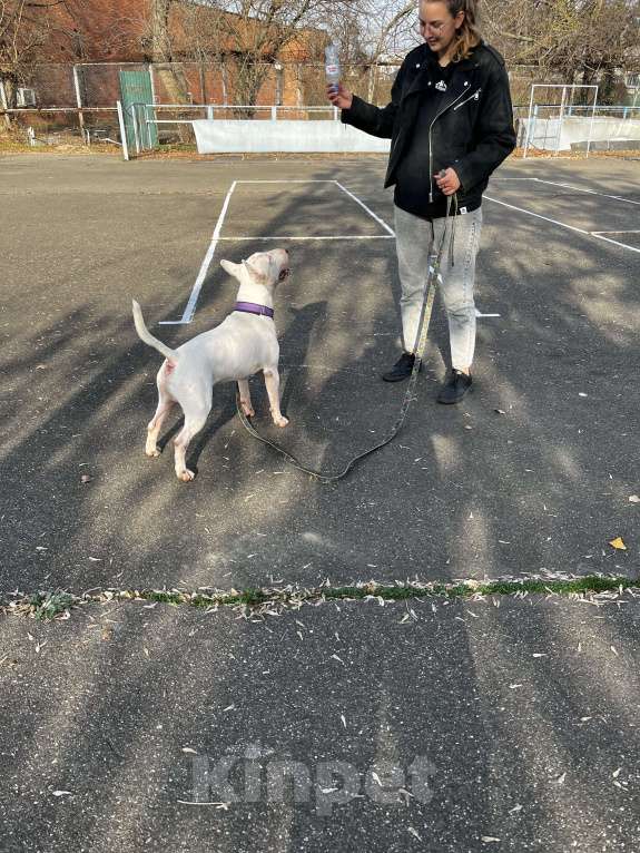 Собаки в Краснодаре: Предлагается кобель для вязки Мальчик, Бесплатно - фото 1