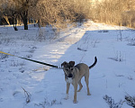 Собаки в Волгограде: Метис стаффорширского терьера Девочка, 1 руб. - фото 1
