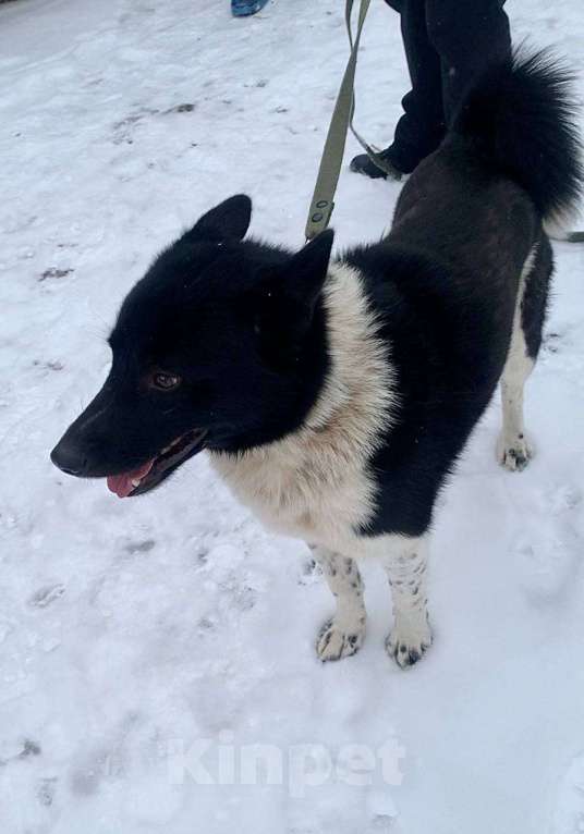 Собаки в Луге: В добрые руки Мальчик, Бесплатно - фото 4