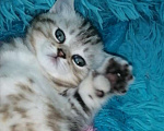 Кошки в Москве: Шотландские котята шиншилла  Девочка, 18 000 руб. - фото 3