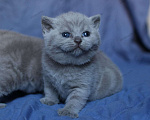 Кошки в Самаре: Прямоухая кошка Девочка, 50 000 руб. - фото 1