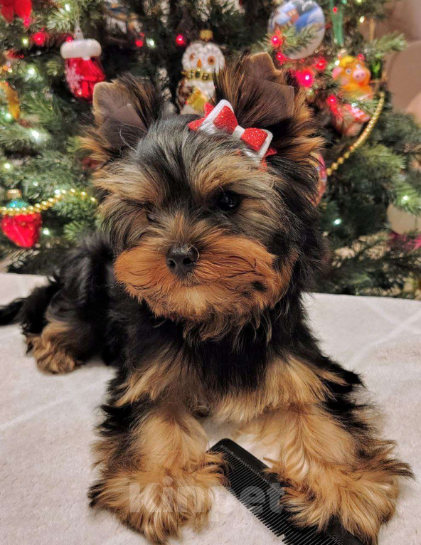 Собаки в Москве: Йоркширский терьер, девочка Девочка, 55 000 руб. - фото 2