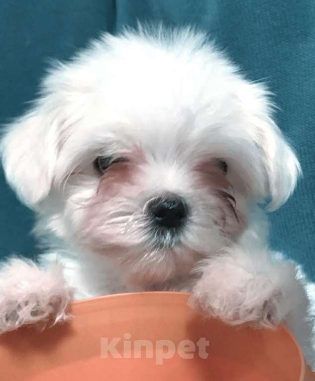 Собаки в Москве: Щенки мальтезе Мальчик, 45 000 руб. - фото 7