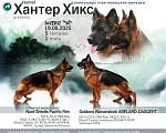 Собаки в Хабаровске: Щенки длинношерстной овчарки Девочка, Бесплатно - фото 1