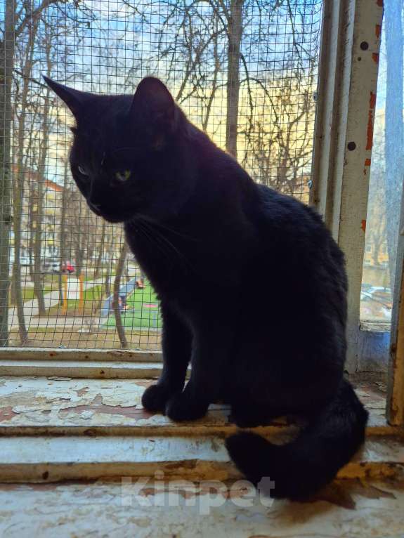 Кошки в Москве: Милош попал в передрягу Мальчик, Бесплатно - фото 7