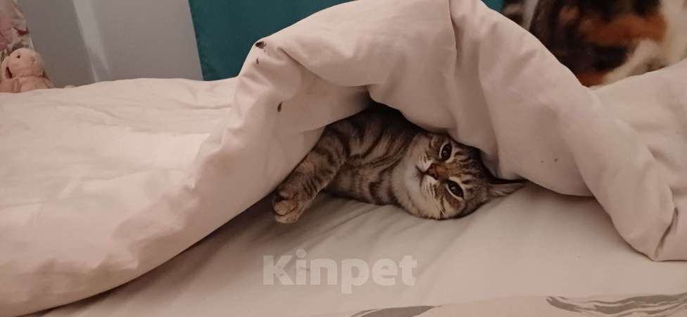 Кошки в Лабинске: Пропала кошка Девочка, 3 000 руб. - фото 2