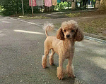 Собаки в Краснодаре: Пудель, 5 000 руб. - фото 3