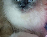 Кошки в Ливны: Невские маскарадные котята из питомника, 20 000 руб. - фото 2