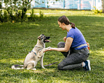 Собаки в Москве: Щенок в добрые руки. Щенок ищет дом. Девочка, Бесплатно - фото 2
