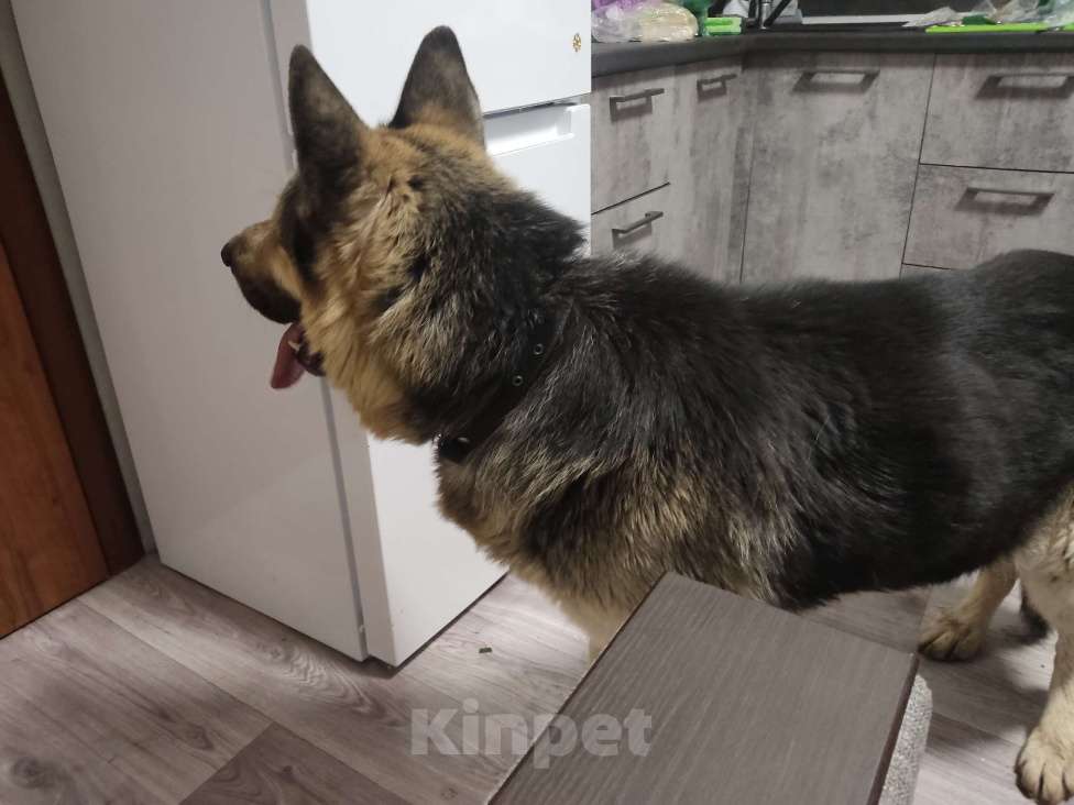 Собаки в Ставрополе: Найдена немецкая овчарка, г Ставрополь, кобель Мальчик, Бесплатно - фото 4