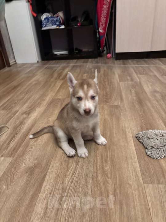 Собаки в Москве: щенок хаски девочка Девочка, 7 000 руб. - фото 1