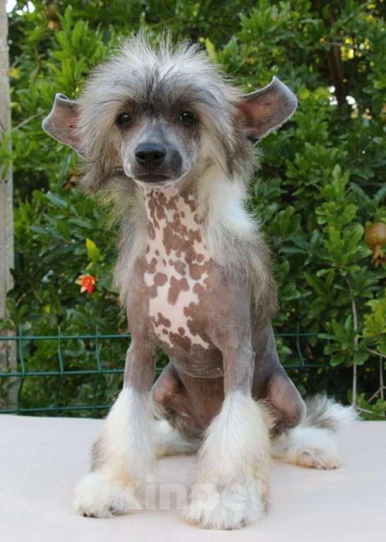 Собаки в Феодосии: Голая девочка китайской хохлатой собачки Девочка, Бесплатно - фото 4