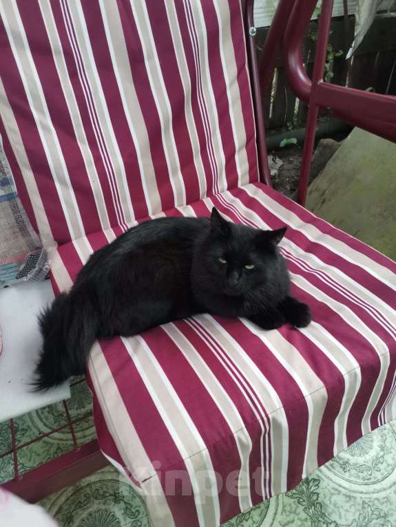 Кошки в Королеве: Пропал кот Мальчик, Бесплатно - фото 3