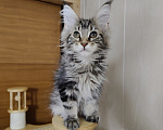 Кошки в Анапе: Продам котят породы Мейн-Кун Девочка, 25 000 руб. - фото 4