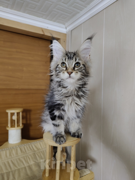 Кошки в Анапе: Продам котят породы Мейн-Кун Девочка, 25 000 руб. - фото 4