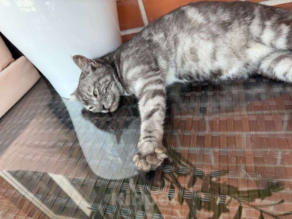 Кошки в Краснодаре: Кошка ищет дом себе и 4 котятам Девочка, Бесплатно - фото 3