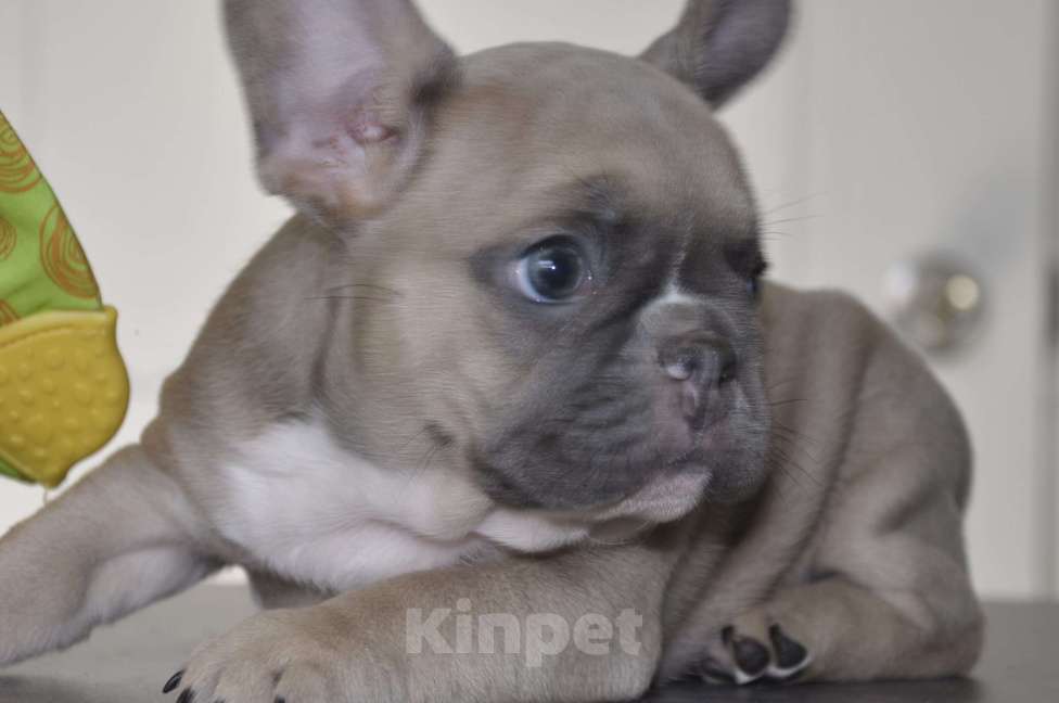 Собаки в Москве: Палевая девочка Девочка, 50 000 руб. - фото 1