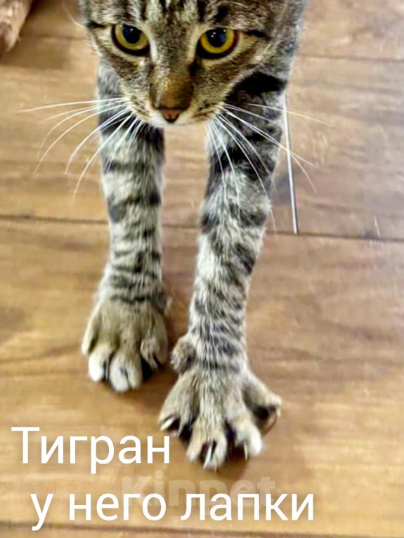 Кошки в Москве: Тигран- камышовый кот Мальчик, Бесплатно - фото 2