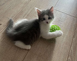 Кошки в Химках: Отдам котенка Мальчик, Бесплатно - фото 1