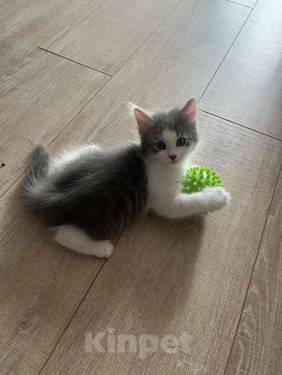 Кошки в Химках: Отдам котенка Мальчик, Бесплатно - фото 1