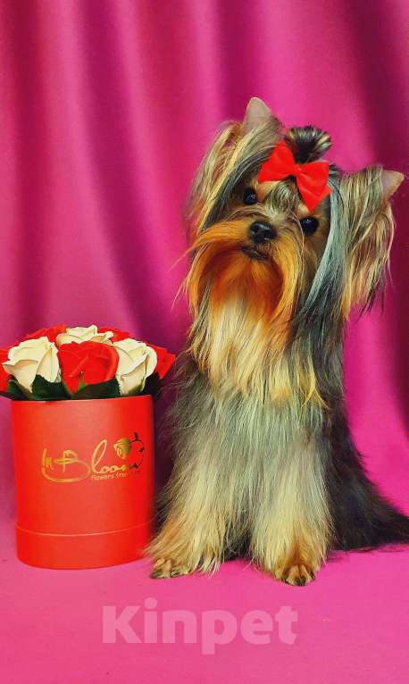 Собаки в Москве: МАЛЬЧИКИ-КРАСАВЧИКИ РКФ Мальчик, Бесплатно - фото 8