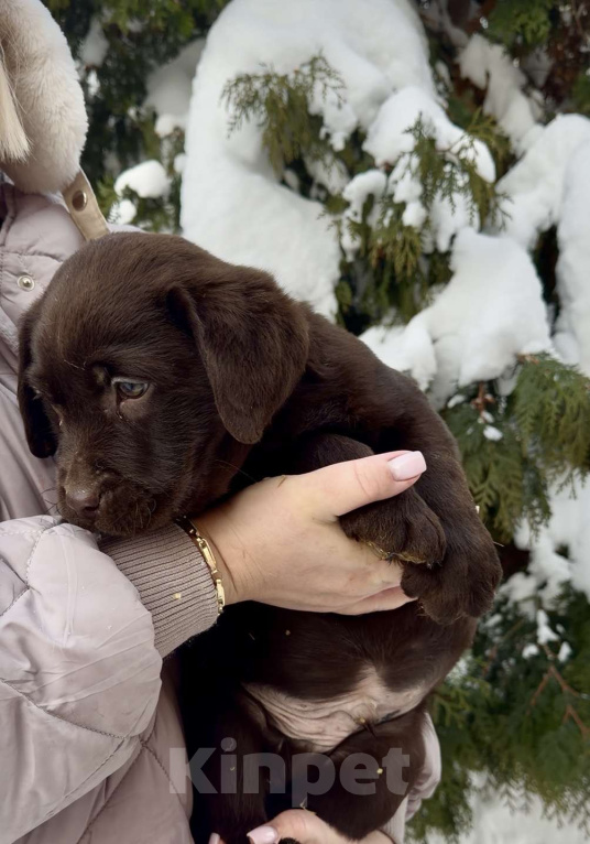 Собаки в Москве: Щенки лабрадора  Мальчик, 80 000 руб. - фото 2