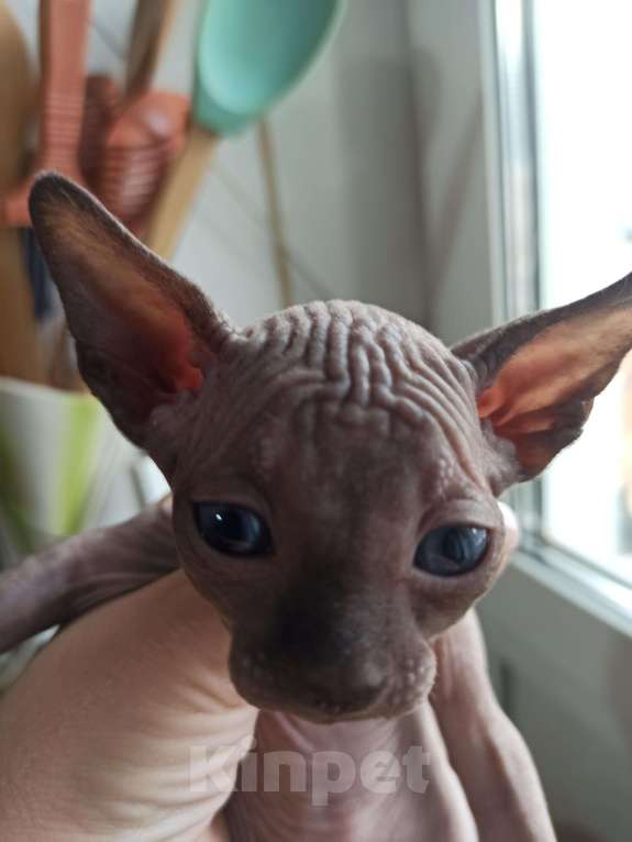 Кошки в Самаре: котенок канадский сфинкс Разнополые, Бесплатно - фото 3