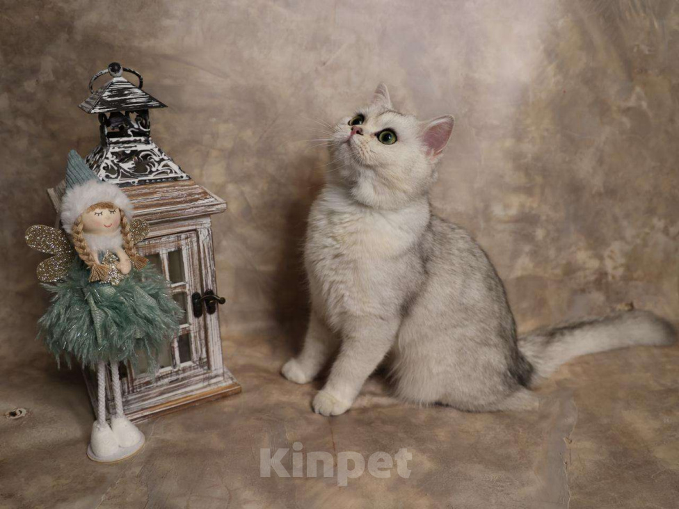Кошки в Москве: Шотландский прямоухий короткошёрстный котёнок Девочка, 16 000 руб. - фото 6