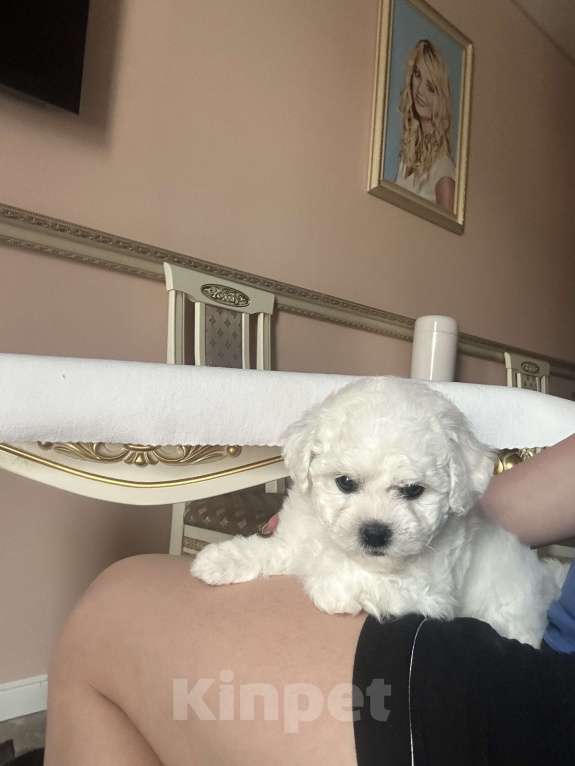 Собаки в Москве: эксклюзивный Бишон фризе  Мальчик, 130 000 руб. - фото 2