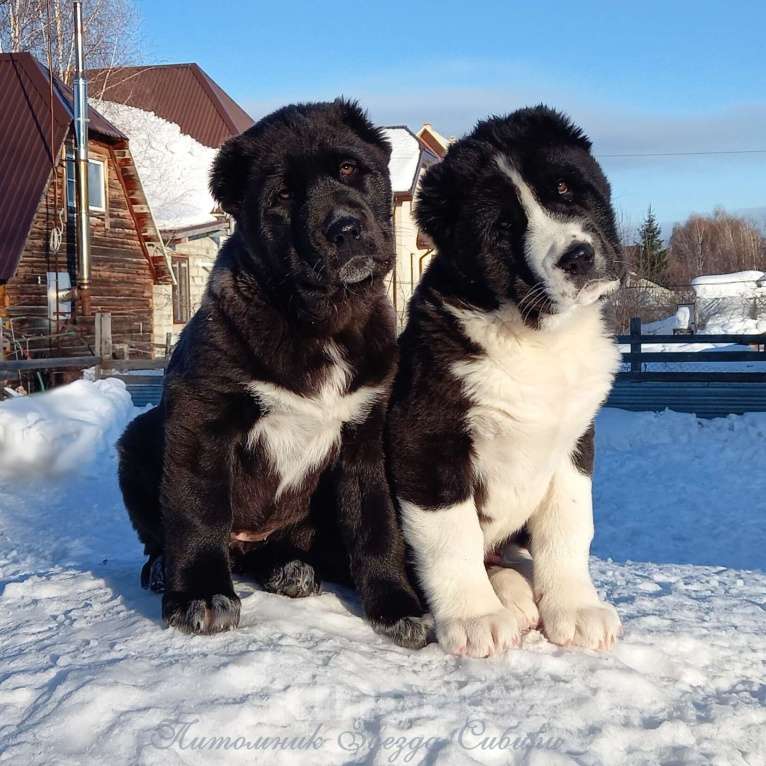 Собаки в Новосибирске: Щенки среднеазиатской овчарки Разнополые, Бесплатно - фото 1