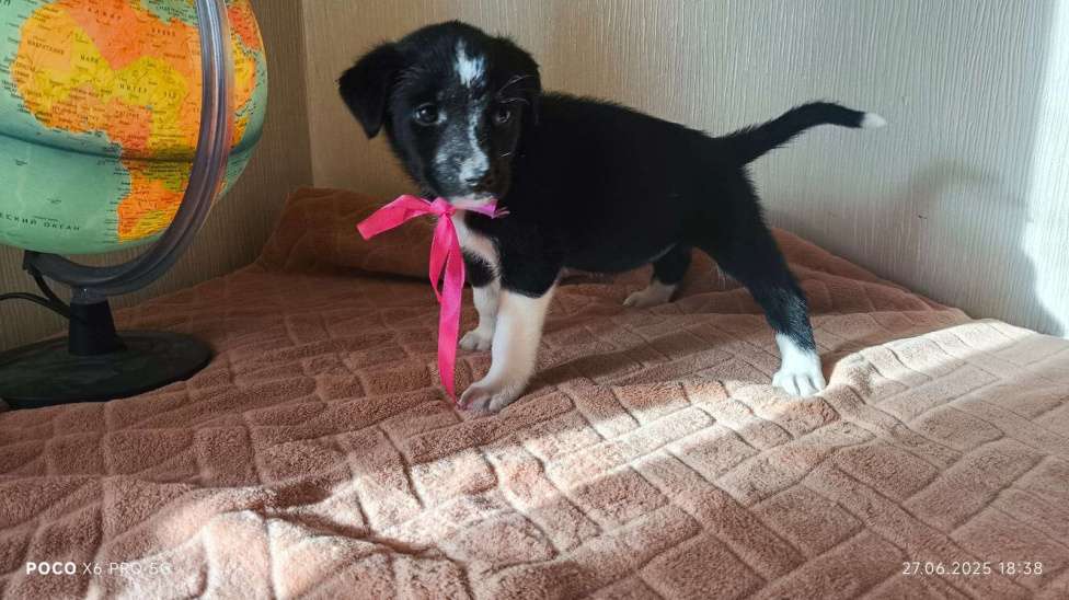 Собаки в Красногорске: Щенки Девочка, Бесплатно - фото 7