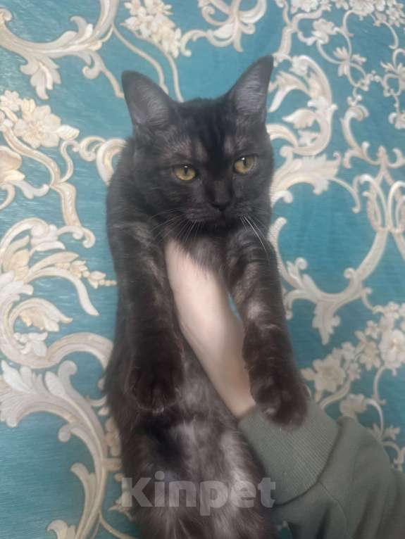 Кошки в Москве: Британский котик Мальчик, 17 000 руб. - фото 3